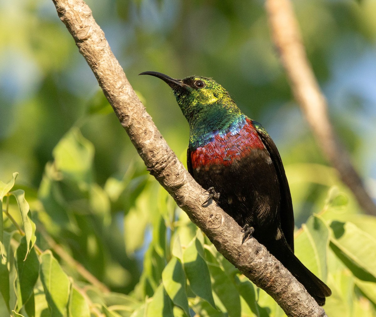 Marico Sunbird - ML646977910