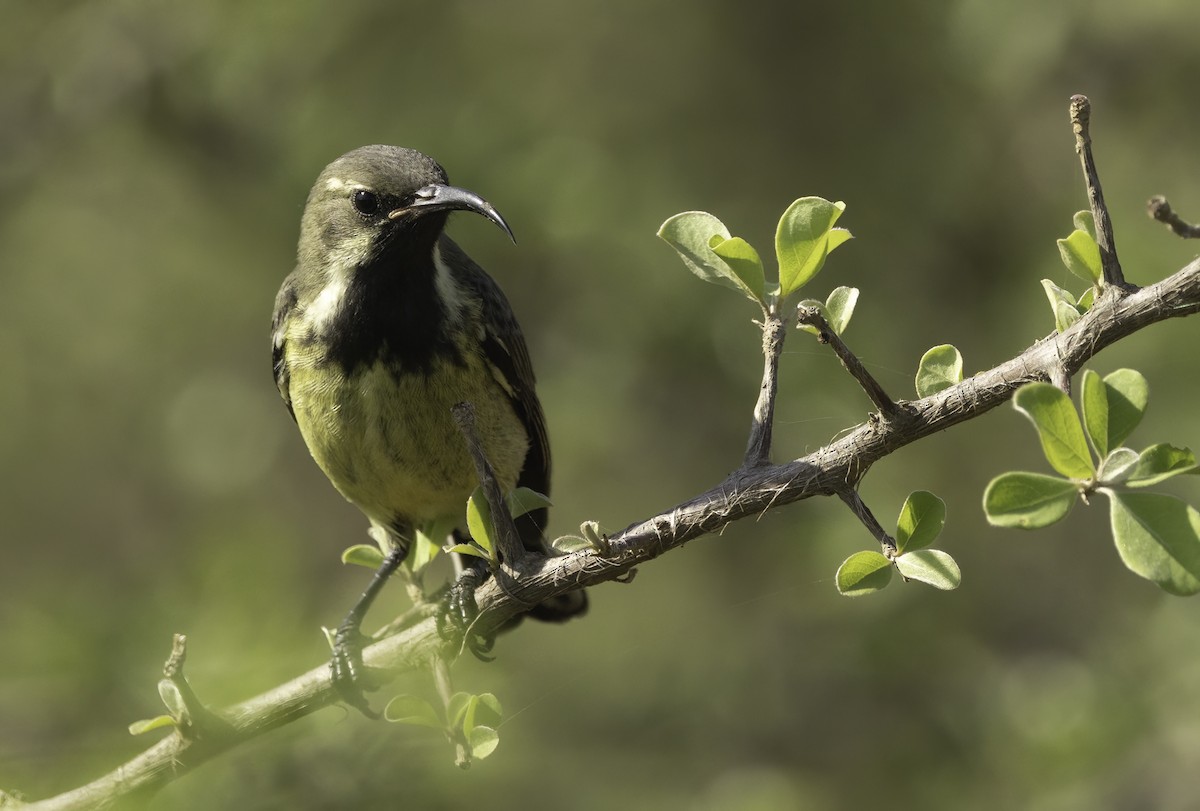 Marico Sunbird - ML646977911