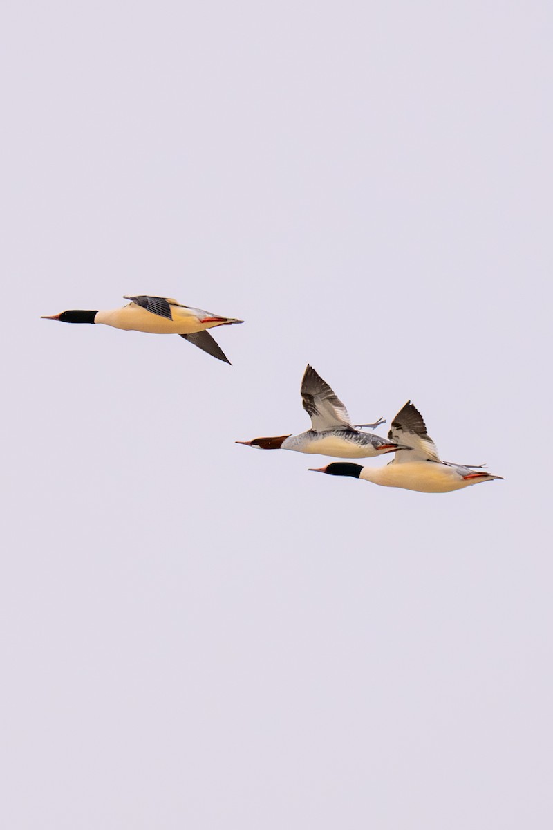 מרגון גדול (צפון אמריקני) - ML646977919