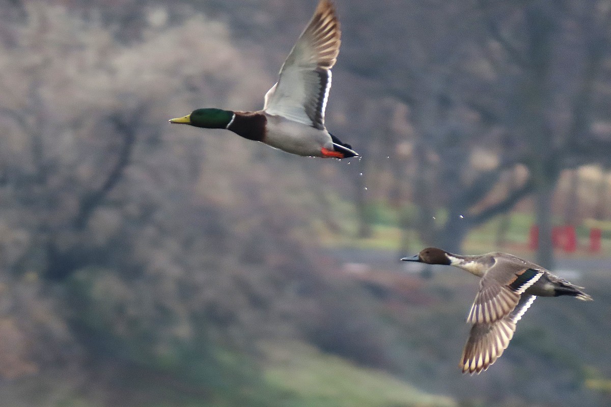 Northern Pintail - ML646977921