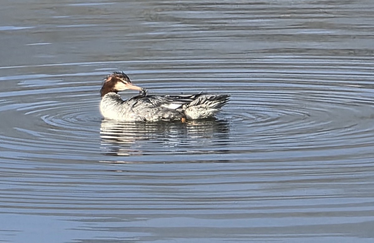 morčák velký - ML646977938