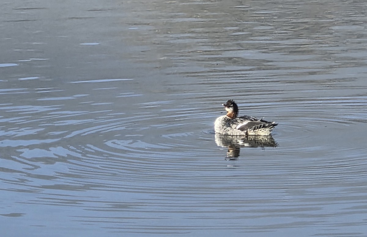 morčák velký - ML646977939