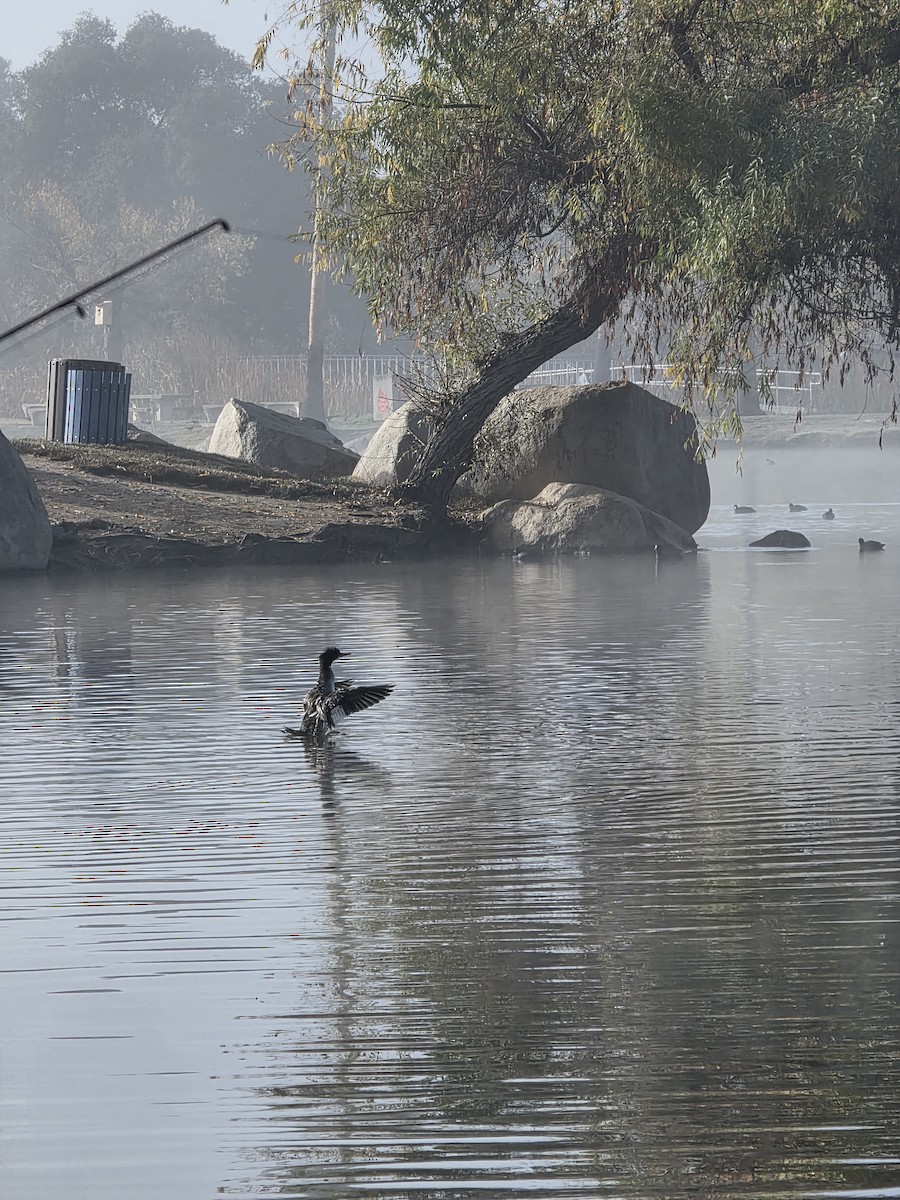 morčák velký - ML646977940