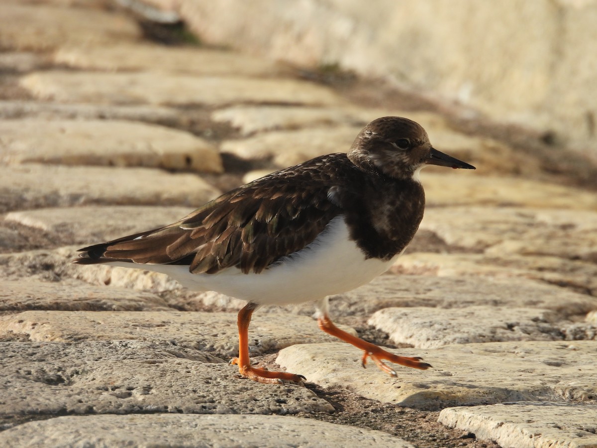 ארנריה אדמונית - ML646977942