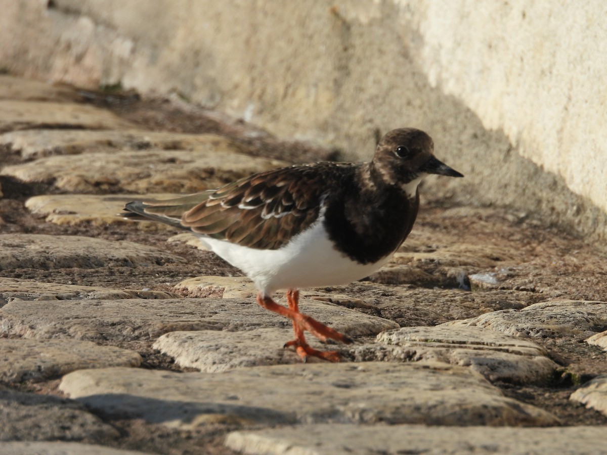 ארנריה אדמונית - ML646977943
