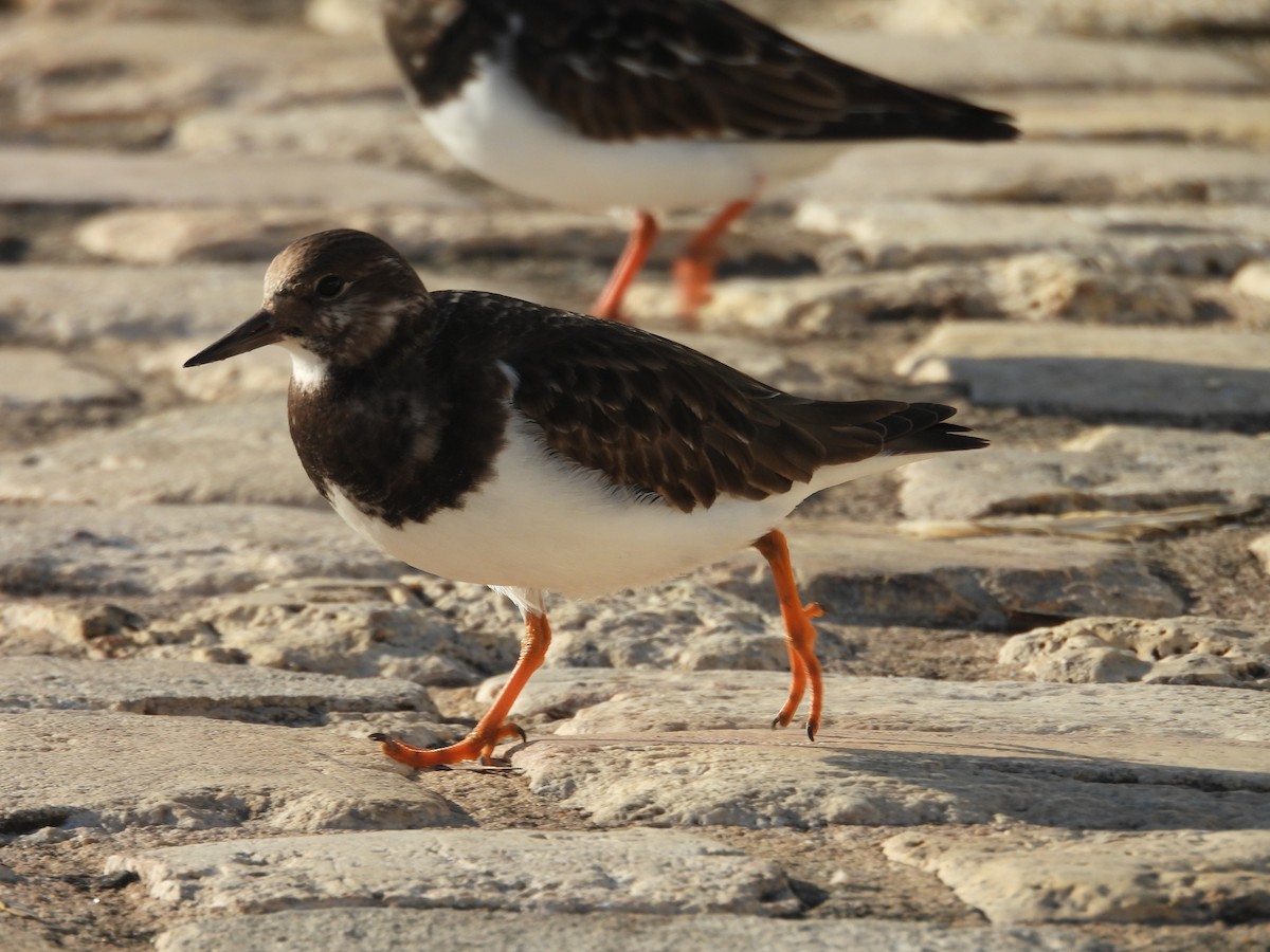 ארנריה אדמונית - ML646977944