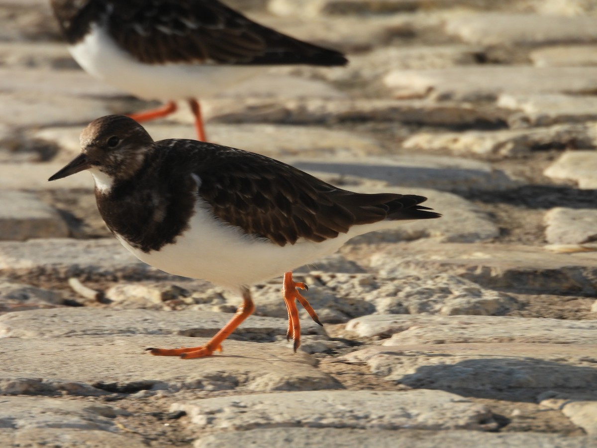 ארנריה אדמונית - ML646977945