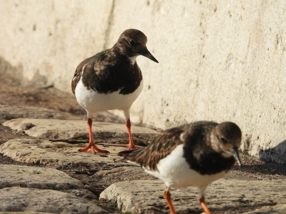 ארנריה אדמונית - ML646977946