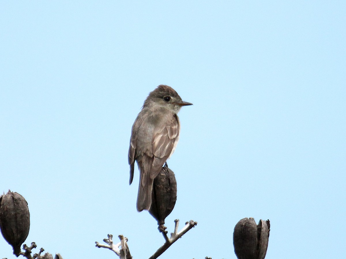Western Wood-Pewee - ML646977960