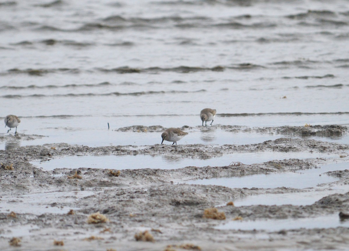 ハマシギ - ML646977961