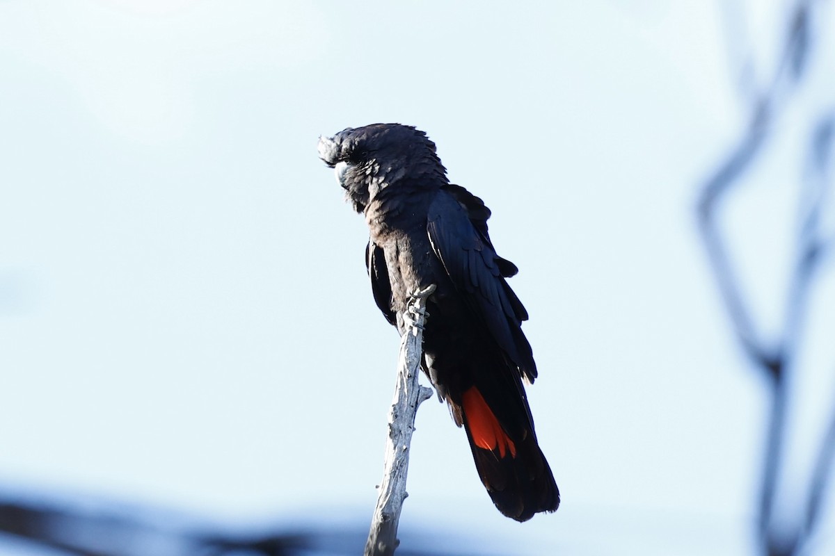 kakadu havraní - ML646977962