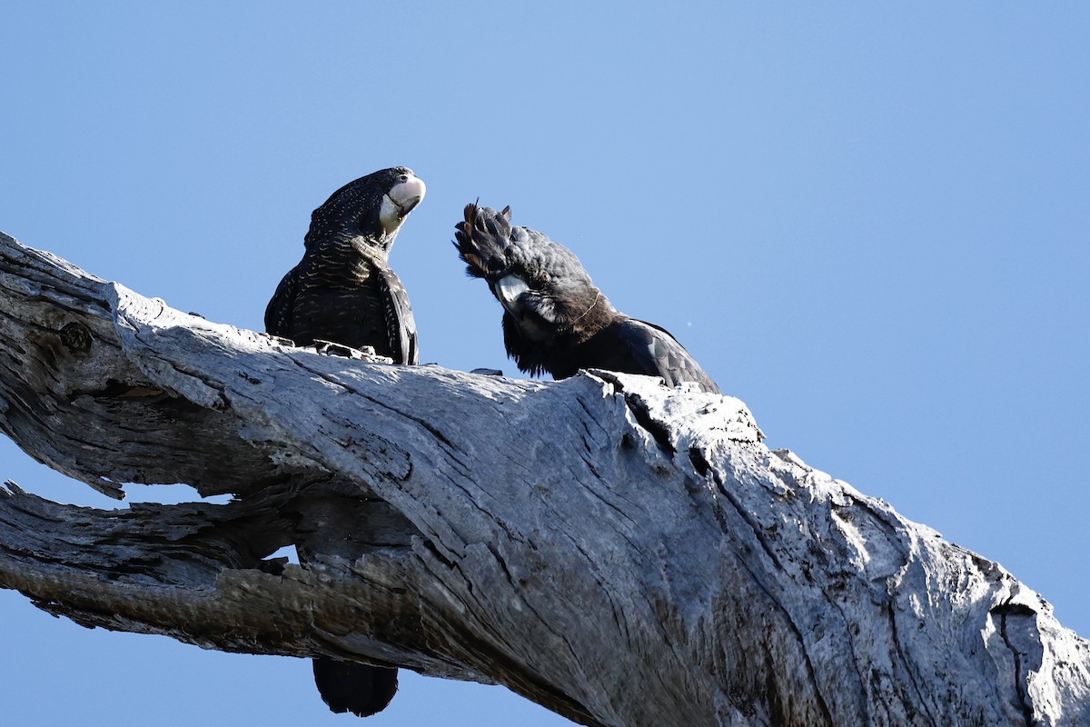 kakadu havraní - ML646977963