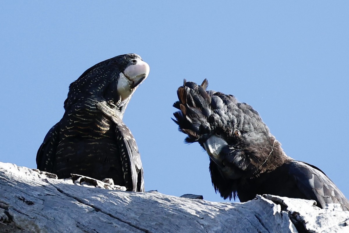 kakadu havraní - ML646977964