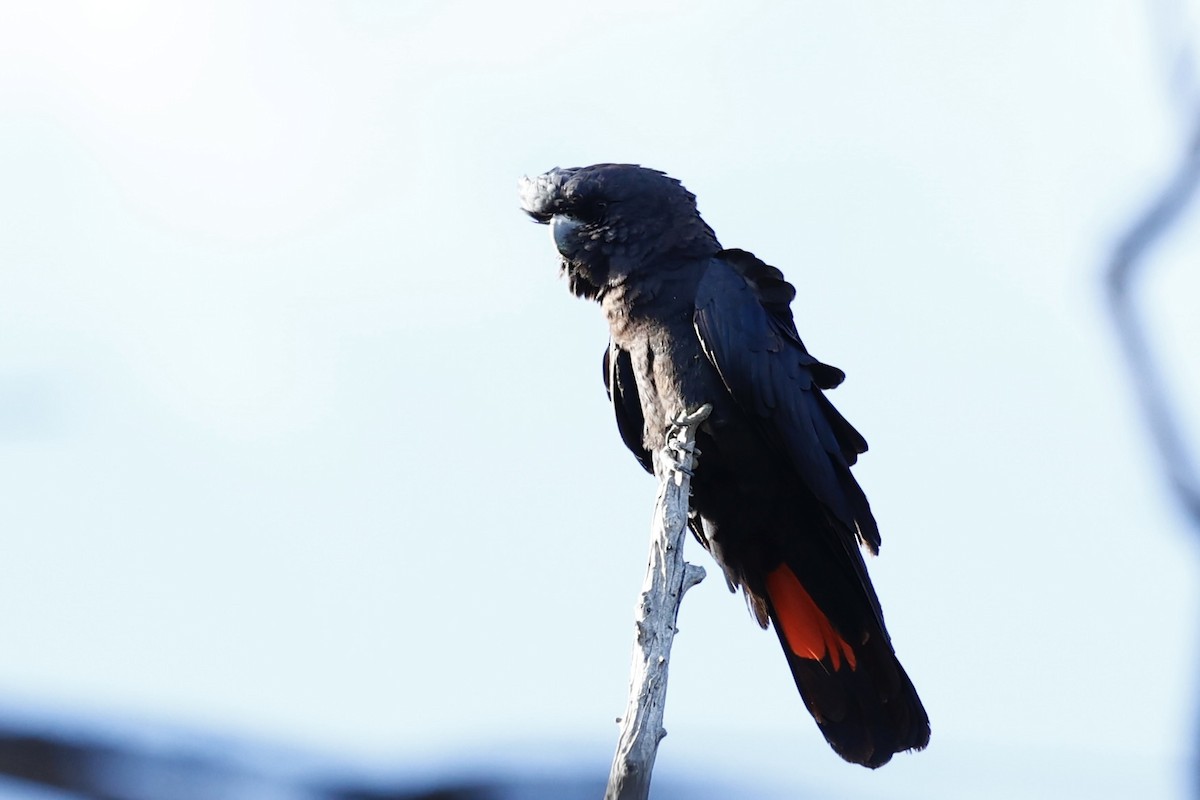 kakadu havraní - ML646977965