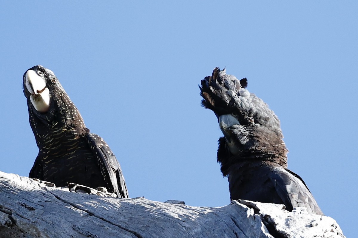 kakadu havraní - ML646977966