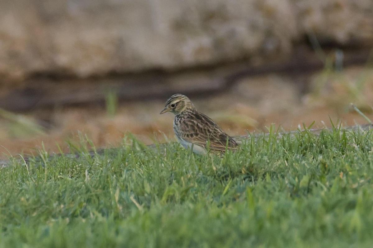 Eurasian Skylark - ML646977970