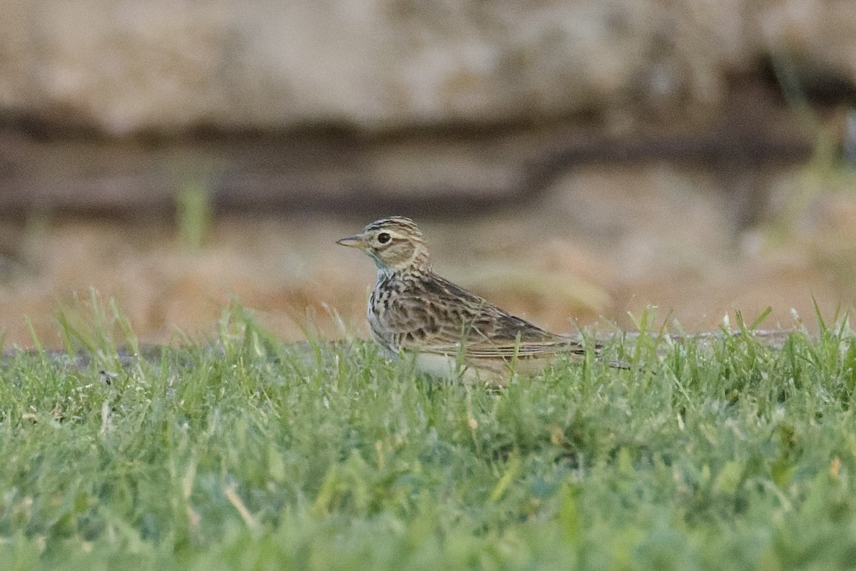Eurasian Skylark - ML646977971