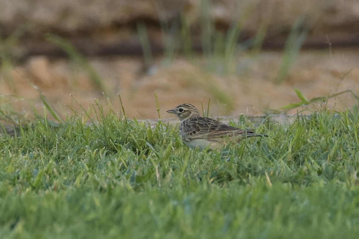 Eurasian Skylark - ML646977972