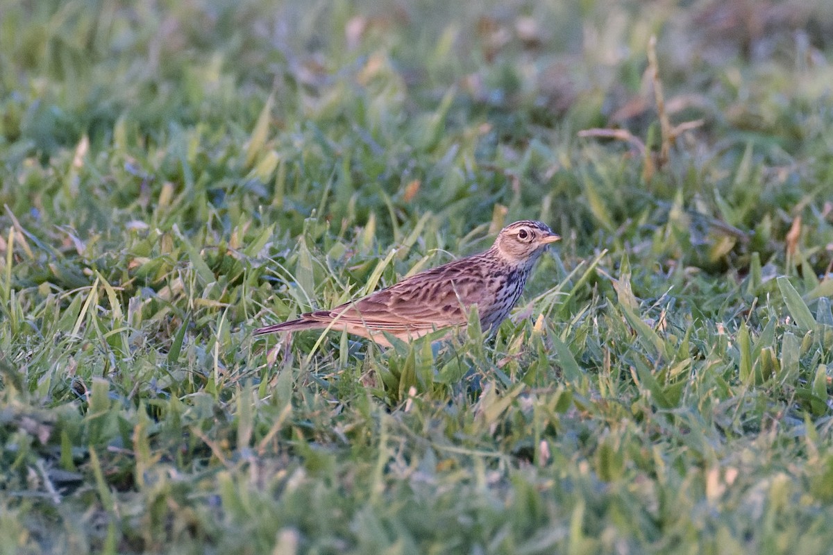 Eurasian Skylark - ML646977973