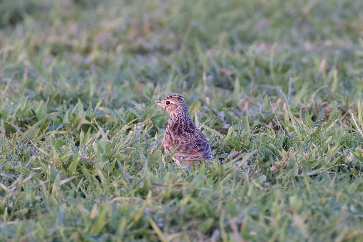 Eurasian Skylark - ML646977974