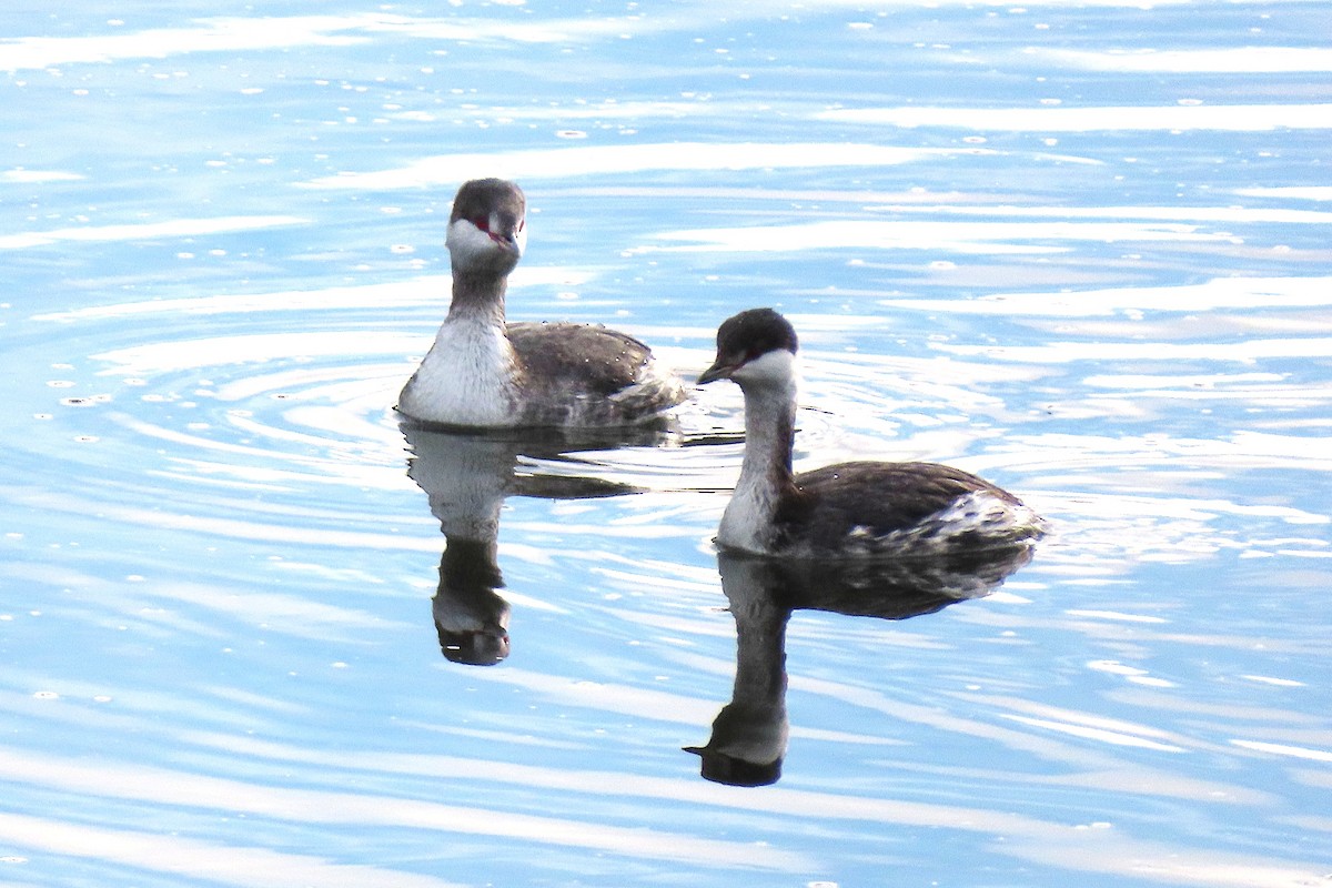 Horned Grebe - ML646977976