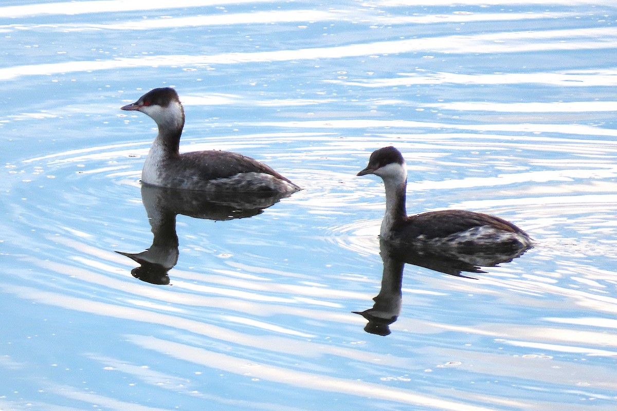 Horned Grebe - ML646977977