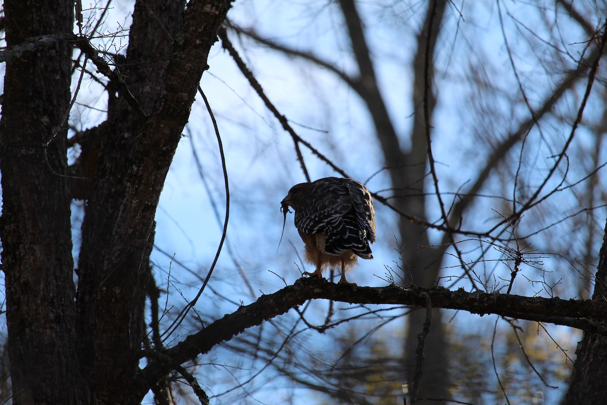 Buse à épaulettes - ML646977978