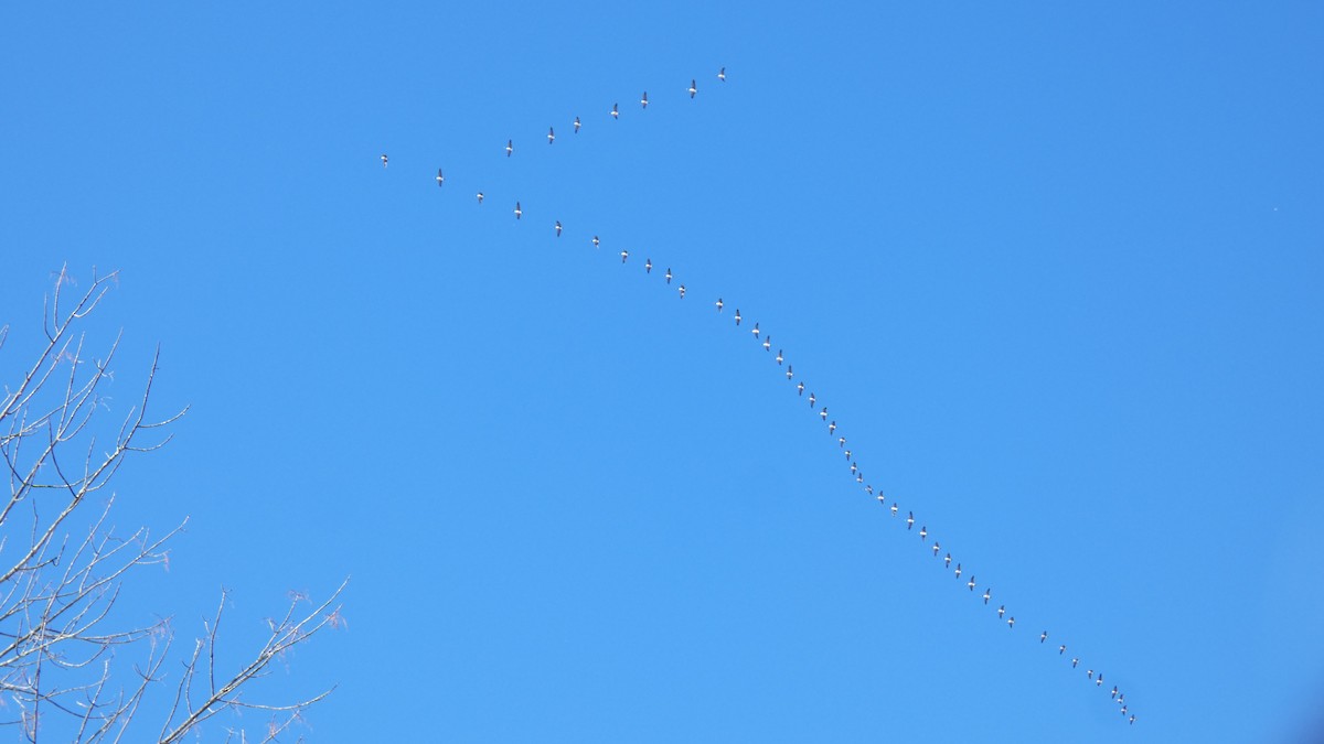 Canada Goose - ML646977981