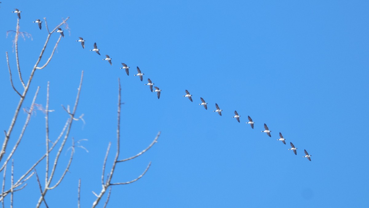 Canada Goose - ML646977982