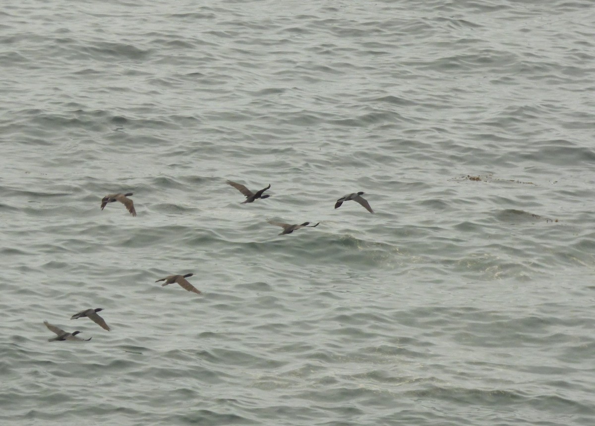 kormorán guánový - ML646977983