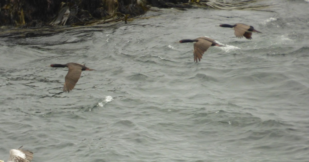 kormorán guánový - ML646977984