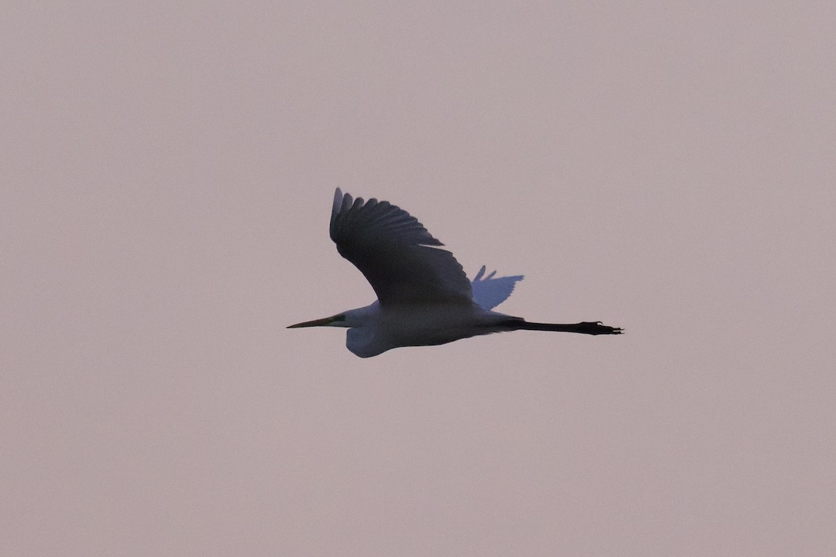 Great Egret - ML646977987