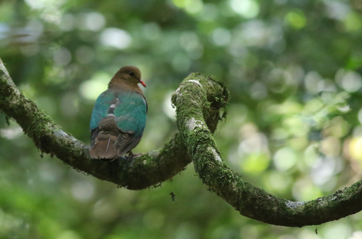 Австралийская изумрудная горлица - ML646977990