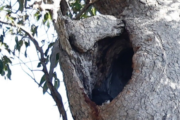 kakadu havraní - ML646977994