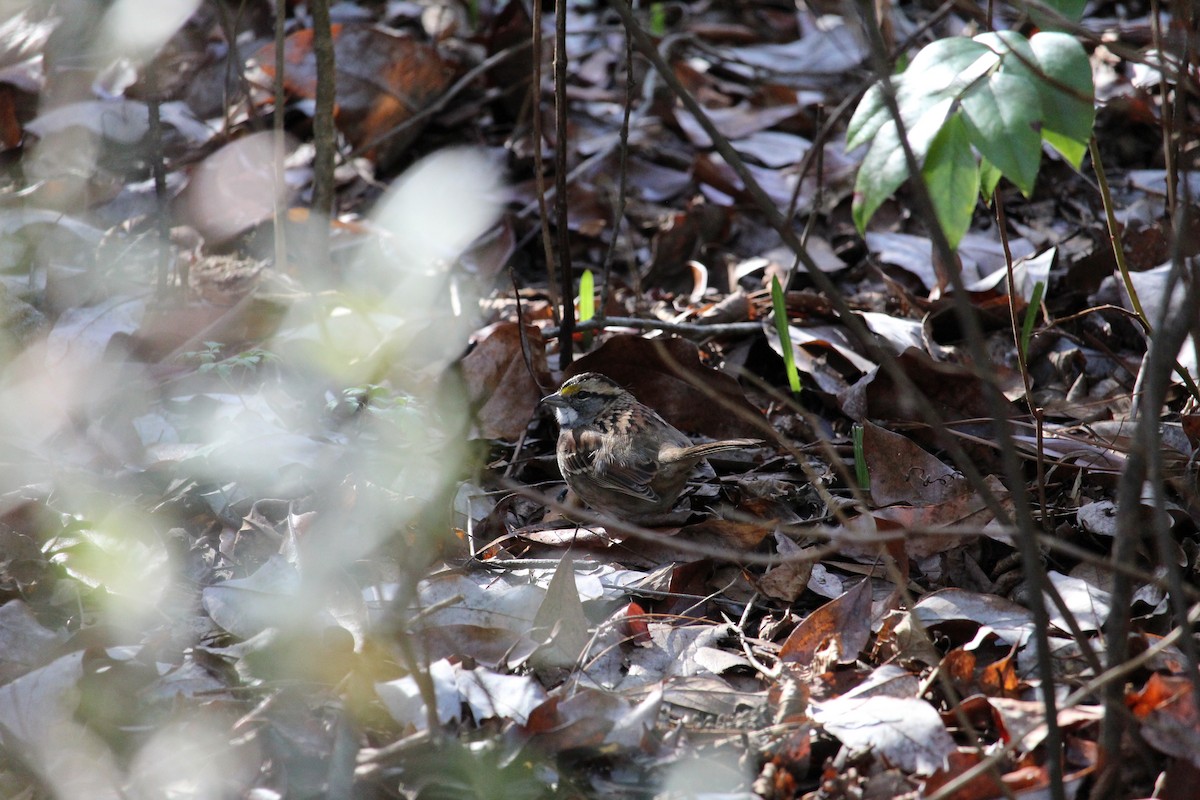 Bruant à gorge blanche - ML646977998