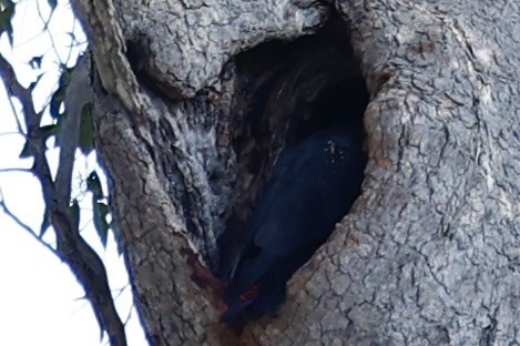 kakadu havraní - ML646978000