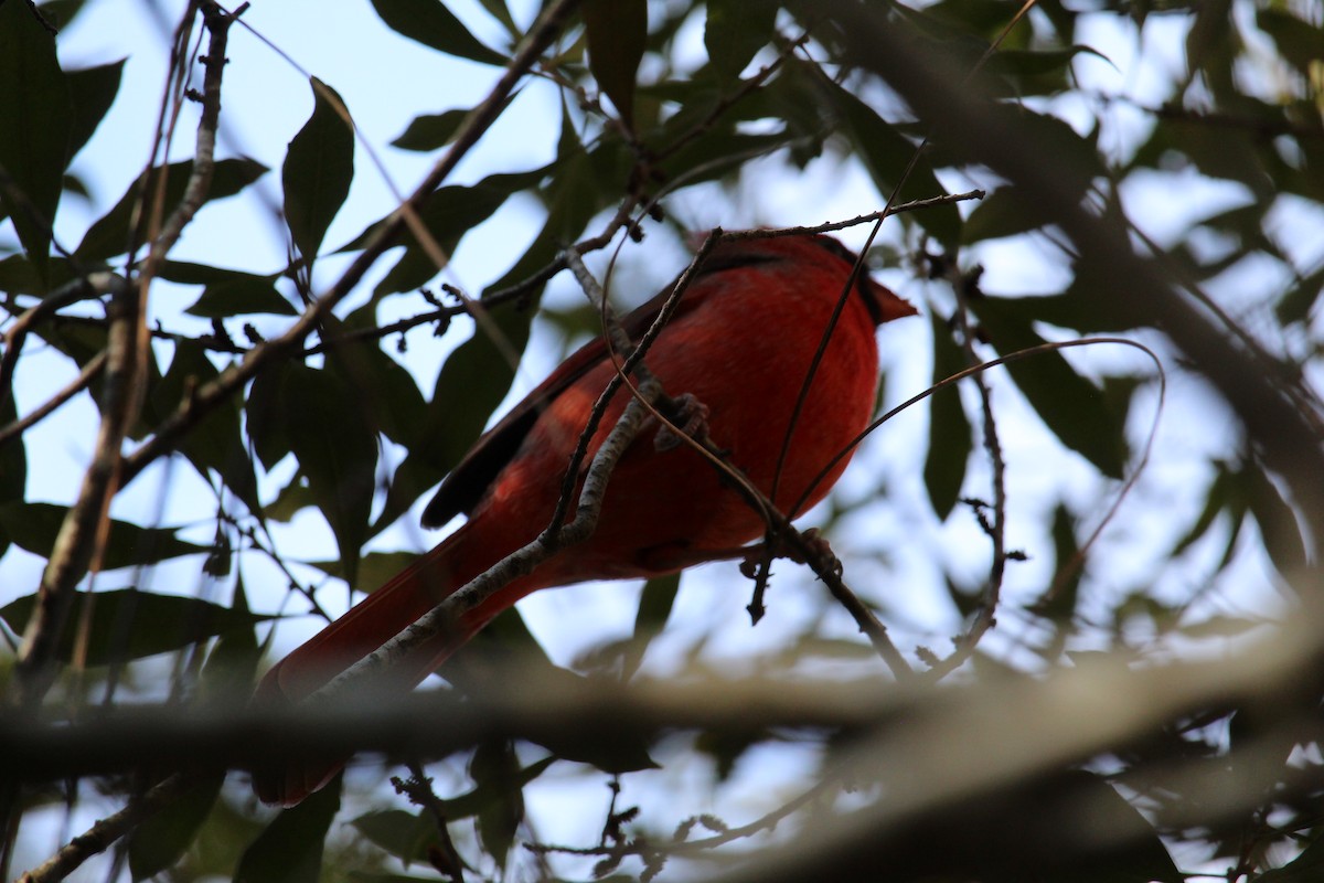 Cardinal rouge - ML646978007
