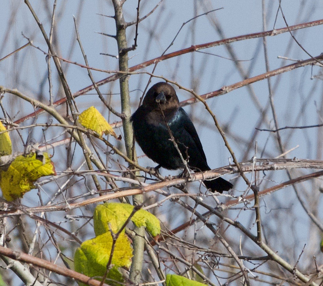 שחרורית חומת-ראש - ML646978008
