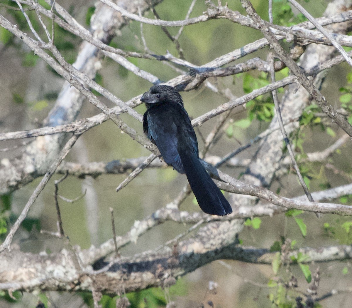 Groove-billed Ani - ML646978013