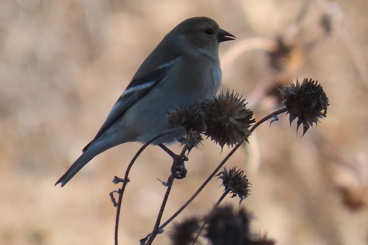 Американский чиж - ML646978016
