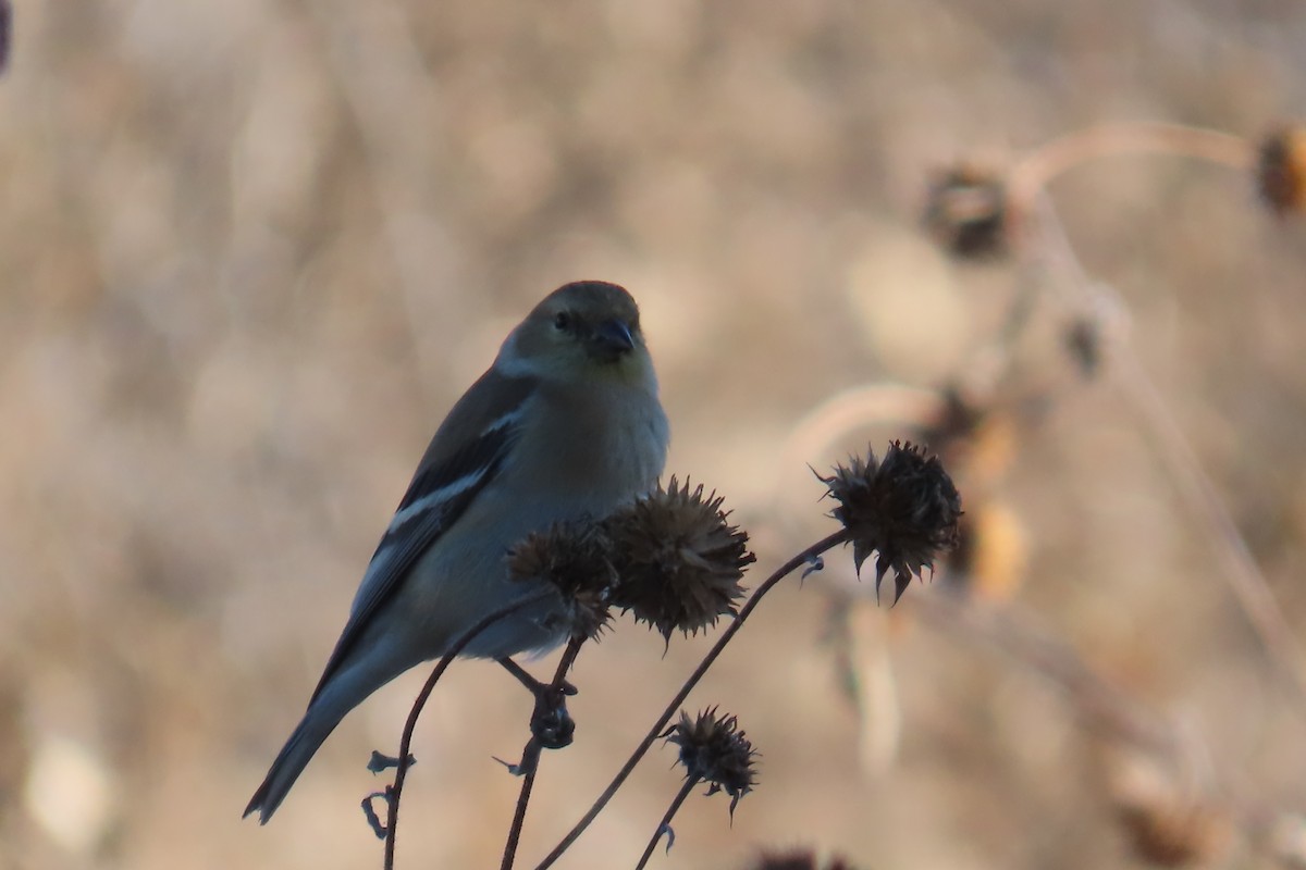 Американский чиж - ML646978017