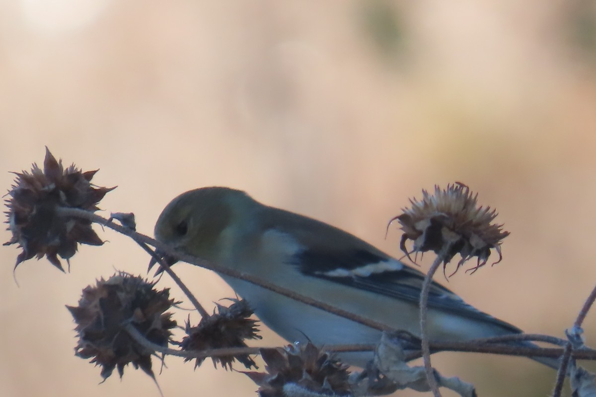 Американский чиж - ML646978018