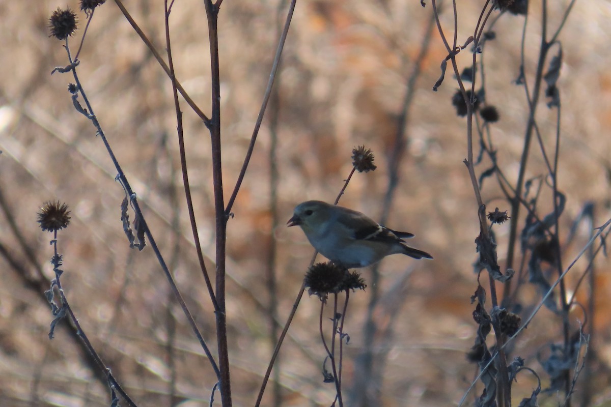 Американский чиж - ML646978019