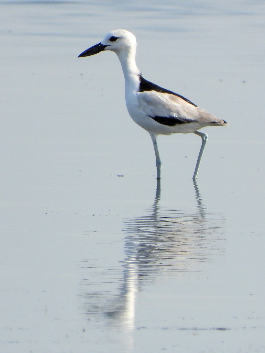 Crab-Plover - ML646978020