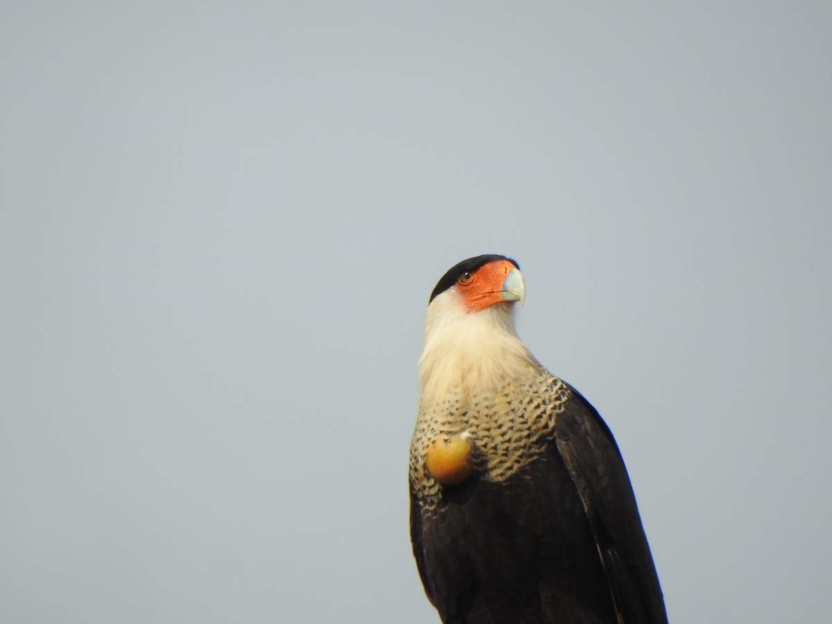 ミナミカラカラ - ML646978054