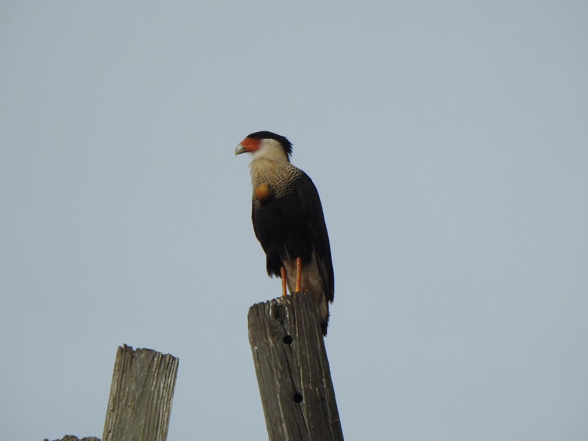 ミナミカラカラ - ML646978055