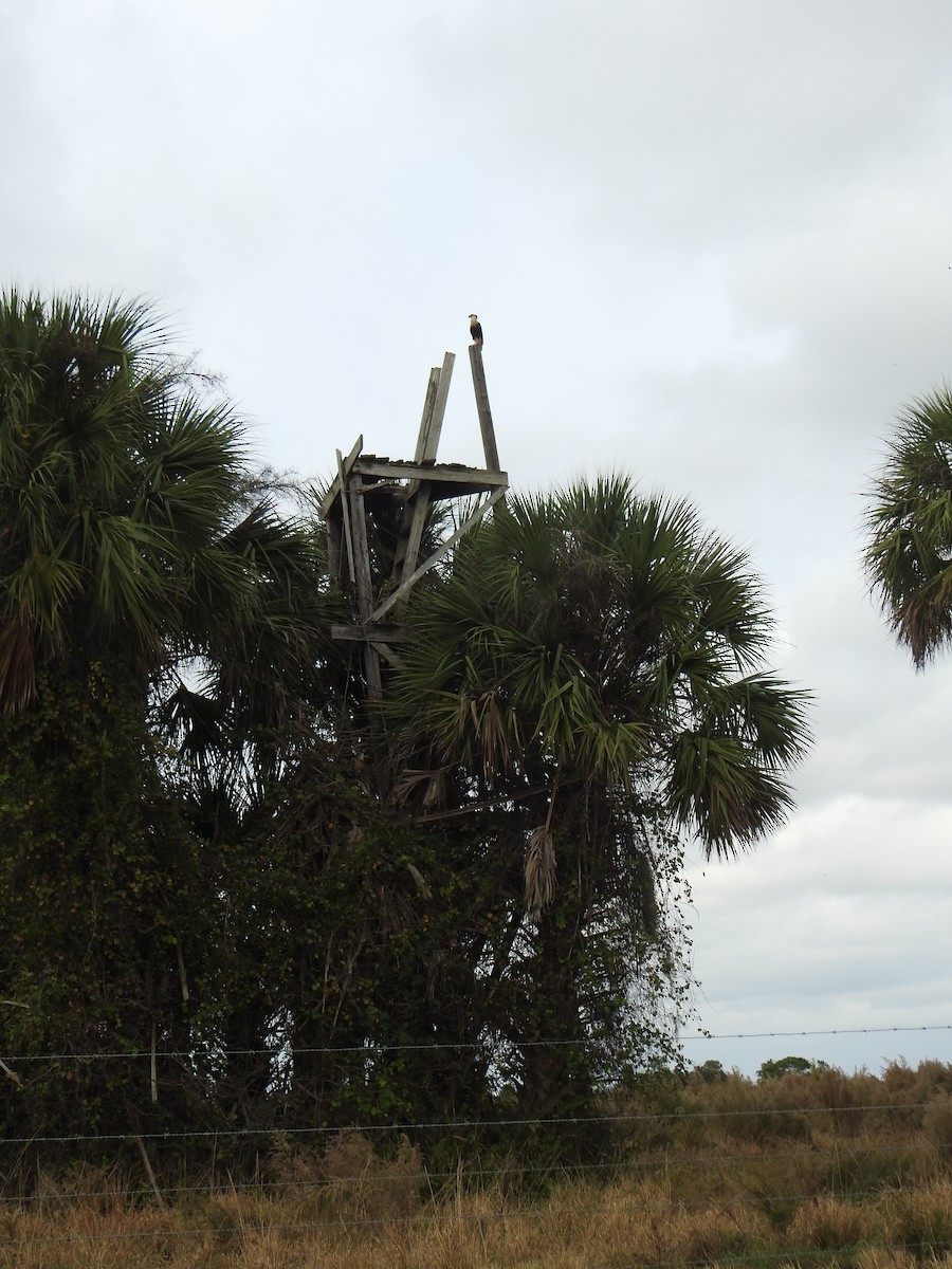 ミナミカラカラ - ML646978056