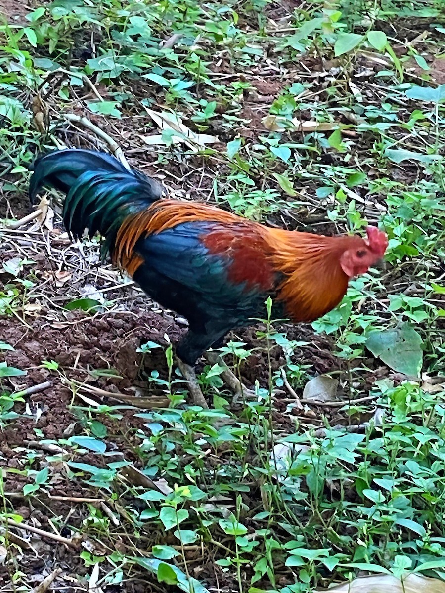 Red Junglefowl - ML646978058