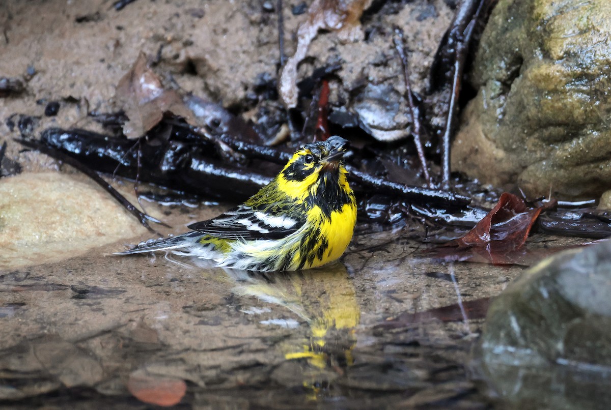 Townsendwaldsänger - ML646978060