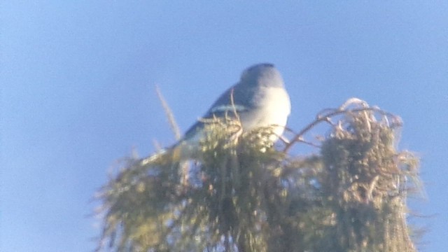 Blue Jay - ML646978064